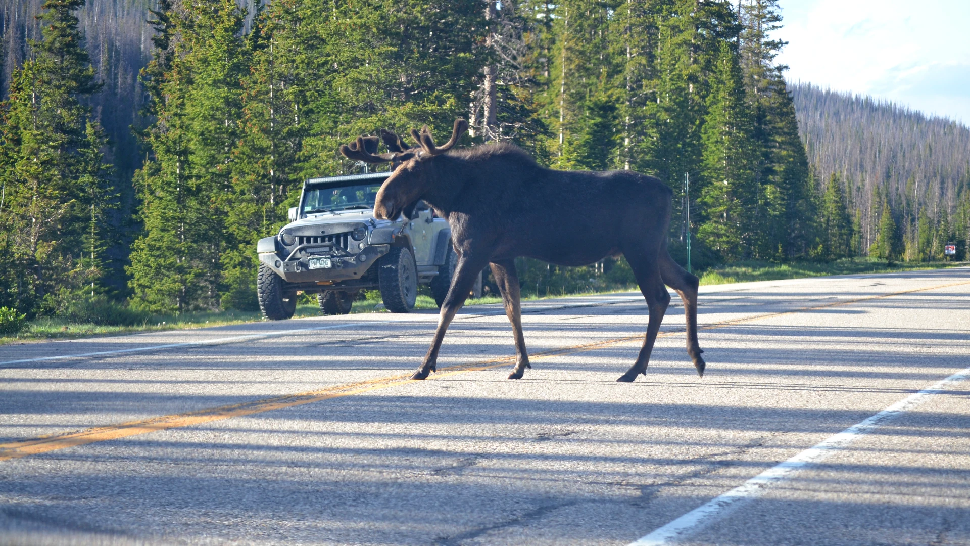 Abundant Wildlife